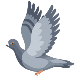 Pigeon biset — Envol Solidaire 67